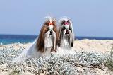 SHIH TZU 035
